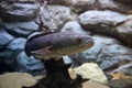 Great snakehead, Giant snakehead fish swimming in the aquarium. Royalty Free Stock Photo