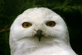 Great Snow Owl Royalty Free Stock Photo