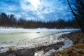 Great snow thawed patch in the woods spring. Royalty Free Stock Photo