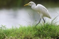 Great Snowy Egret in soft walk on green grass for morning task, India Royalty Free Stock Photo