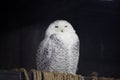 Great Snowy Owl