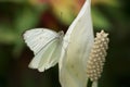 Great Southern White