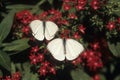 Great southern white butterflies