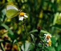 Great Southern White in Nature`s Garden Royalty Free Stock Photo