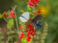 Great Southern White And Pipevine Swallowtail Butterflies On Red Salvia Flower In Arizona Desert #2