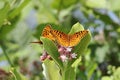 Great Spangled Fritillaries Butterflies Royalty Free Stock Photo