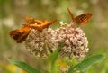 Great spangled fritillary butterflies