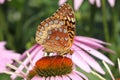 Great Spangled Fritillary Butterfly Royalty Free Stock Photo