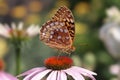 Great Spangled Fritillary Butterfly Royalty Free Stock Photo