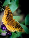 Great spangled fritillary butterfly Royalty Free Stock Photo