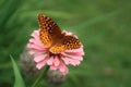 Great Spangled Fritillary butterfly alit on a pink zinnia