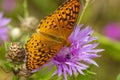 Great spangled fritillary butterfly on bee balm in New Hampshire Royalty Free Stock Photo