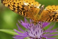 Great spangled fritillary butterfly on bee balm in New Hampshire Royalty Free Stock Photo