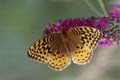 Great-spangled Fritillary on Butterfly Bush Royalty Free Stock Photo