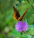 Great Spangled Fritillary Butterfly Feeding on a Bull Thistle Royalty Free Stock Photo