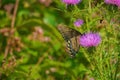 Great Spangled Fritillary Butterfly Feeding on a Bull Thistle Royalty Free Stock Photo