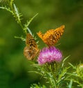 Great Spangled Fritillary Butterfly Feeding on a Bull Thistle Royalty Free Stock Photo