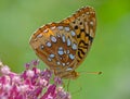 Great Spangled Fritillary Butterfly feeding on pink Milkweed. Royalty Free Stock Photo