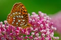 Great Spangled Fritillary Butterfly feeding on pink Milkweed. Royalty Free Stock Photo