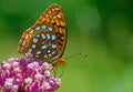 Great Spangled Fritillary Butterfly feeds on pink Milkweed plants.