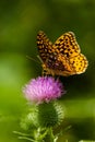 Great Spangled Fritillary Butterfly Royalty Free Stock Photo