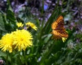 Great Spangled Fritillary Butterfly Royalty Free Stock Photo