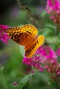 Great Spangled Fritillary Butterfly on a Pink lilac colored Butterfly bush Royalty Free Stock Photo