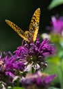 Great Spangled Fritillary Royalty Free Stock Photo