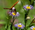 Great Spangled Fritillary Butterfly and Skipper Sipping, and Sharing, Nectar from Purple Flower on Bear Creek Trail, Telluride, Royalty Free Stock Photo