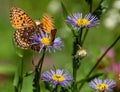 Great Spangled Fritillary Butterfly and Skipper Sipping, and Sharing, Nectar from Purple Flower on Bear Creek Trail, Telluride, Royalty Free Stock Photo
