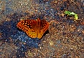 Great Spangled Fritillary Butterfly Speyeria Cybele Royalty Free Stock Photo