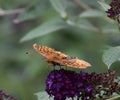 Great Spangled Fritillary feeding on  Butterfly Bush Royalty Free Stock Photo