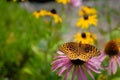 Great spangled fritillary Speyeria cybele butterfly atop a purple coneflower Royalty Free Stock Photo