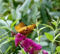 Great Spangled Fritillary, Speyeria cybele butterfly on buddleia, butterfly bush flowering plant Royalty Free Stock Photo