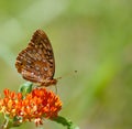 Great Spangled Fritillary Royalty Free Stock Photo