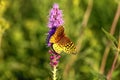 The great spangled fritillary (Speyeria cybele). Royalty Free Stock Photo