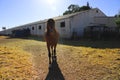 Great spanish horse coming towards the camera Royalty Free Stock Photo