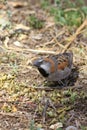 The great sparrow, also known as the southern rufous sparrow or the rufous sparrow Passer motitensis