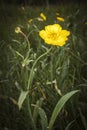 Great Spearwort or Ranunculus lingua . Royalty Free Stock Photo