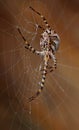 Great spider hanging behind the cobweb Royalty Free Stock Photo