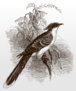 Great spotted cuckoo, clamator glandarius in side view sitting on a branch with leaves
