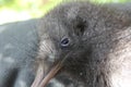 Great Spotted Kiwi