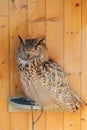 Great Spotted Owl - Eurasian Eagle Owl