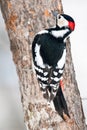 Great Spotted Woodpecker Royalty Free Stock Photo