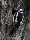 Great Spotted Woodpecker Royalty Free Stock Photo