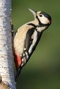 Great spotted woodpecker Royalty Free Stock Photo