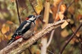 Great Spotted woodpecker Royalty Free Stock Photo