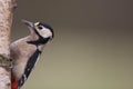 Great spotted Woodpecker