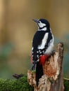 Great Spotted Woodpecker