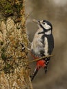 Great Spotted Woodpecker